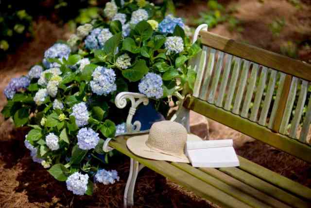 The Original flowering in container next to bench with sun hat and book
