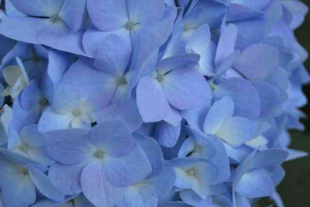 The Original flower in blue