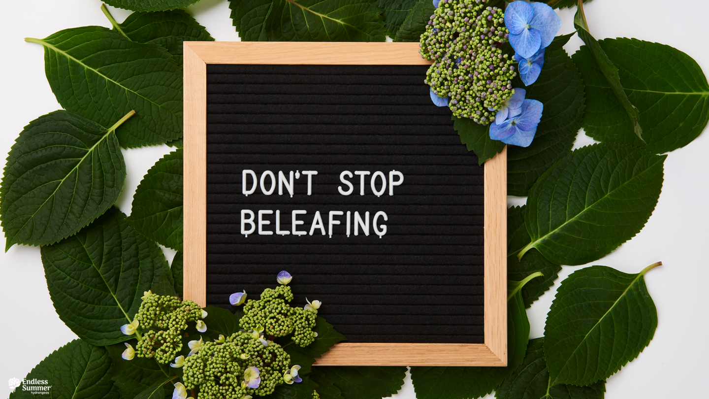 Dont stop beleafing sign with hydrangea flowers and foliage
