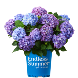 BloomStruck flowering in branded container