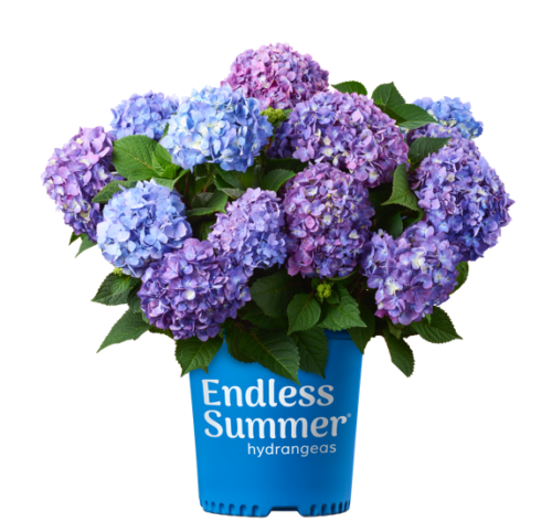 BloomStruck flowering in branded container