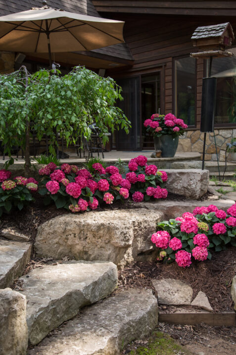 Summer Crush Hydrangea Vibrant Blooms for Your Garden Delight