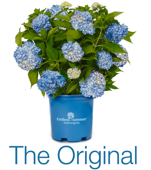 The Original flowering in branded container