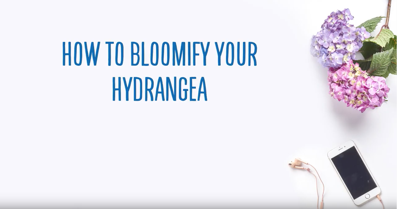 How to bloomify your hydrangea