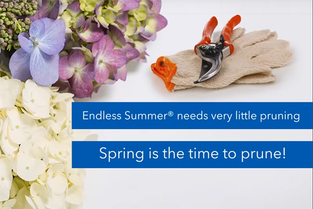 Endless Summer pruning wtih pruners flowers and gloves