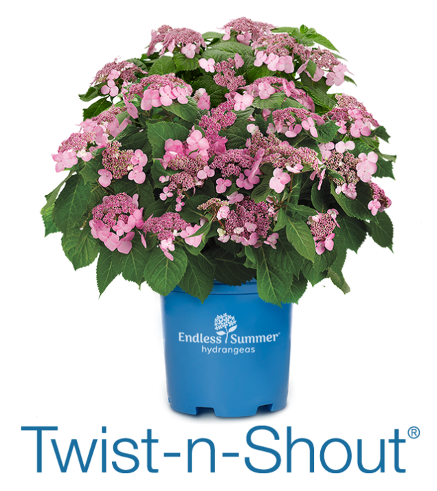 Twist-n-Shout flowering in branded container