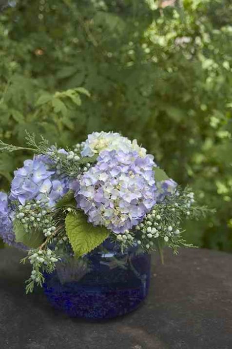 The Original in blue vase with juniper
