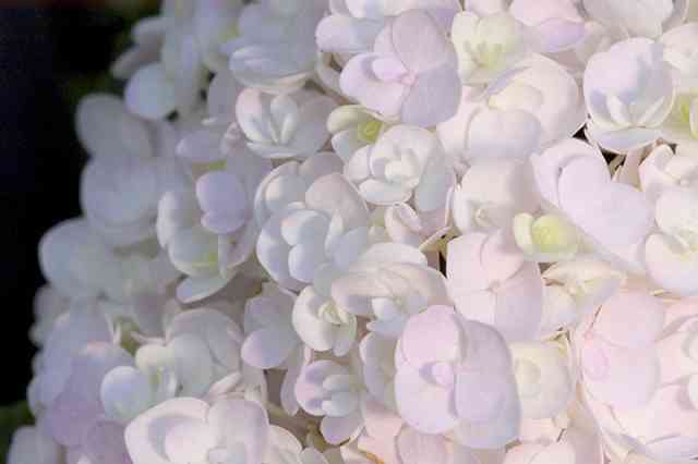 Blushing Bride flower