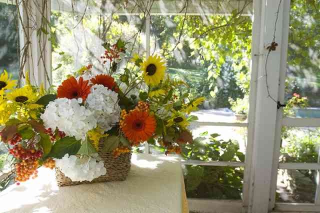 Blushing Bride in cut arrangemnt with sunflowers and gerberas