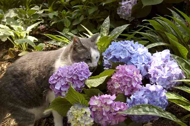 Cat sniffing hydrangea flowers
