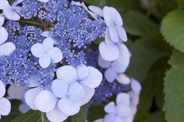 Twist-n-Shout blue flower