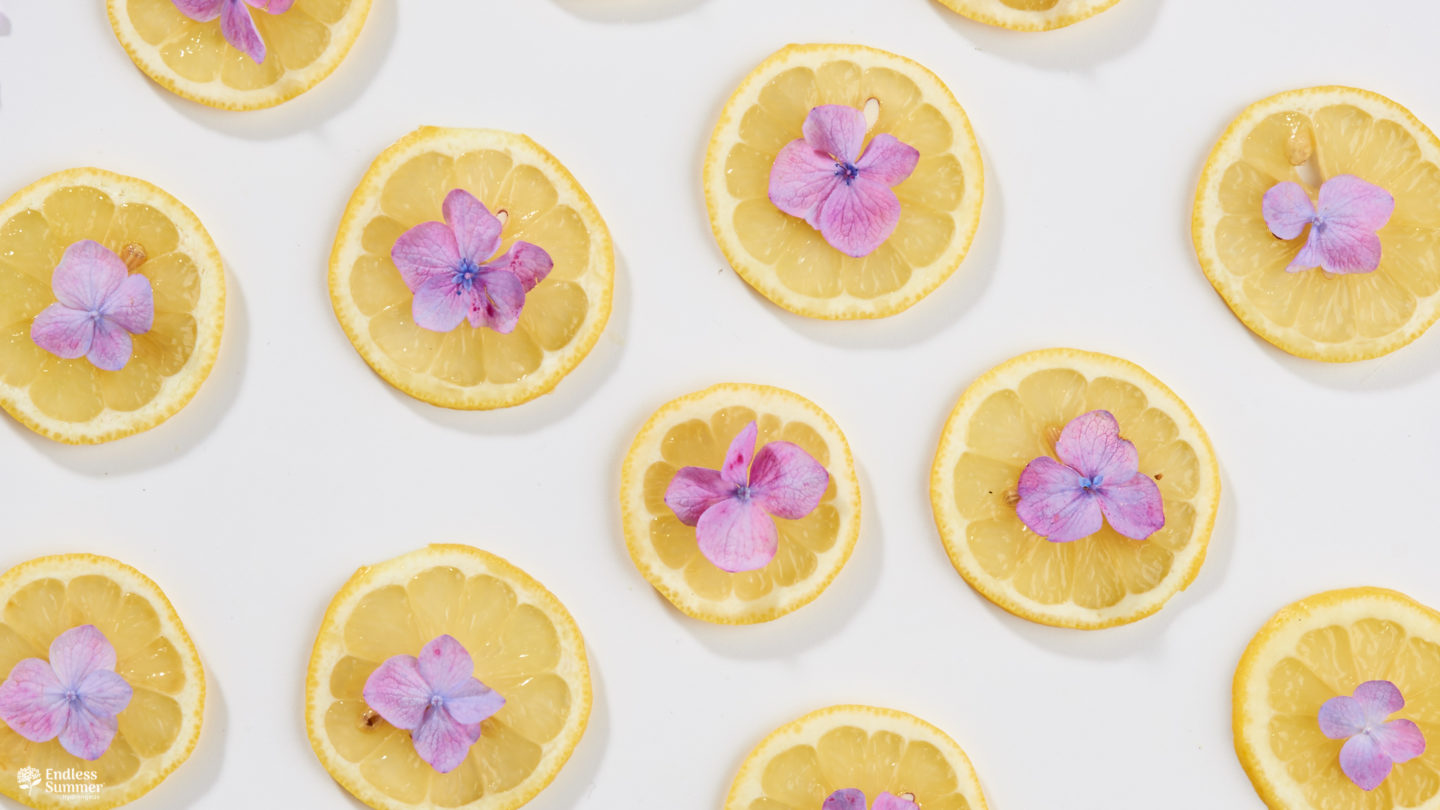 Hydrangea petals on lemon slices