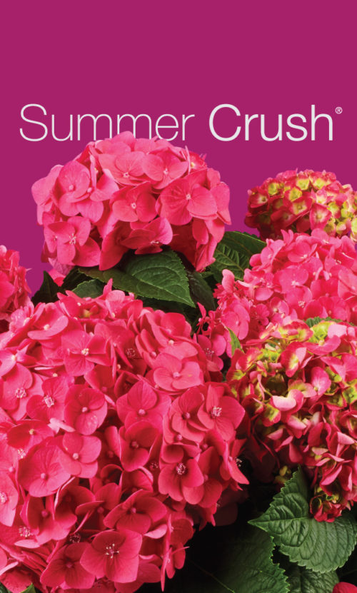 Summer Crush logo with flowers