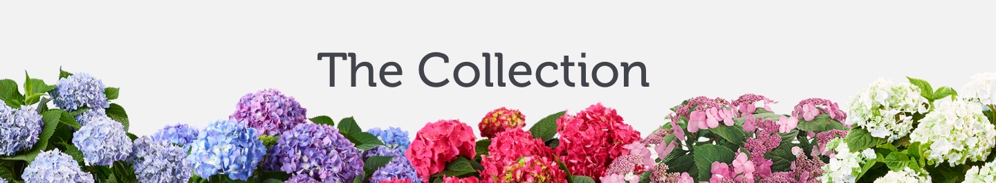 The Collection logo with all varieties in bloom