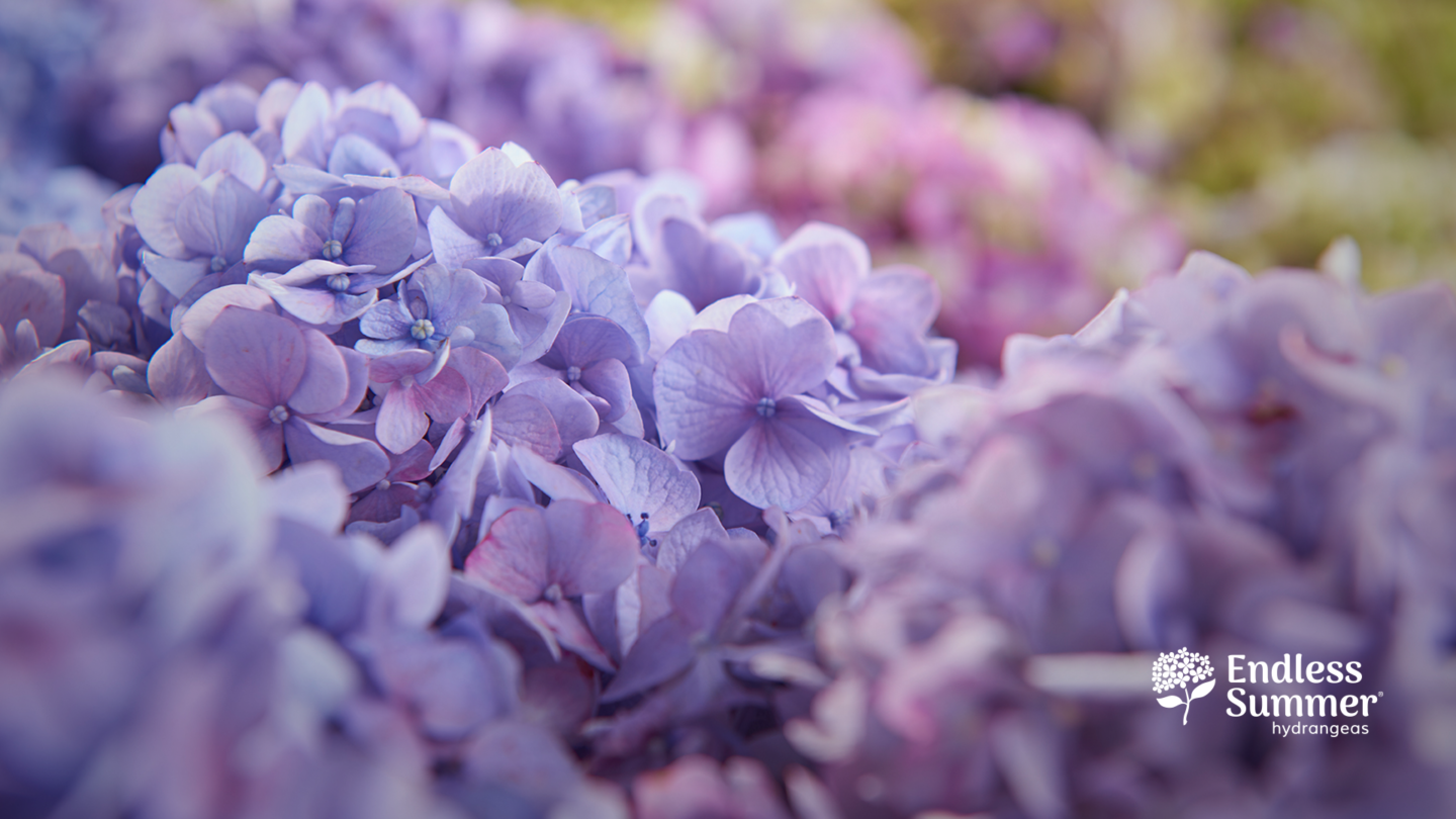 Purple Endless Summer flowers for zoom background