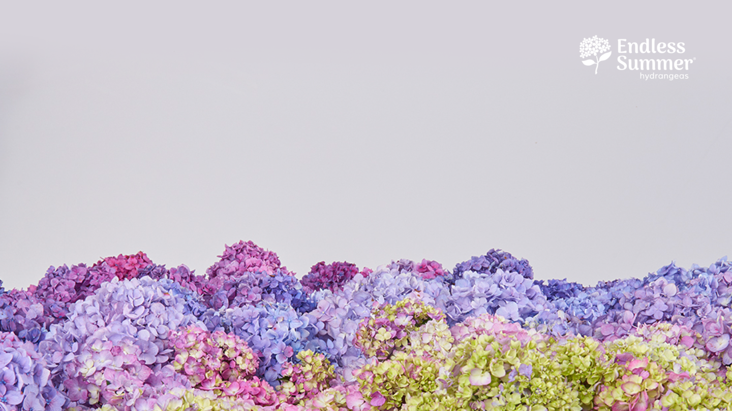 Endless Summer hydrangea flowers for zoom background
