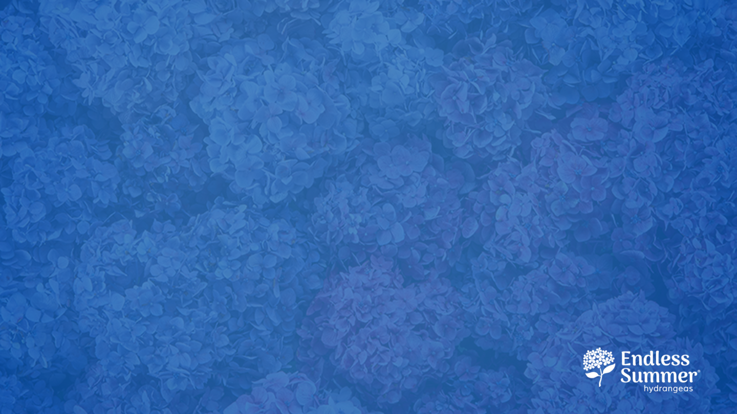 Hydrangea flowers with blue overlay for zoom background