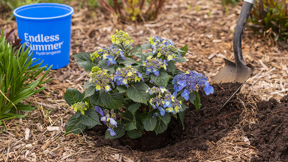 Pop Star hydrangea being planted in the landscape