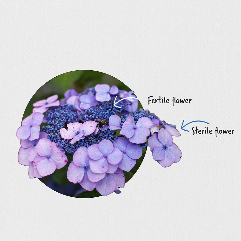 sterile and fertile flowers on a lacecap hydrangea bloom