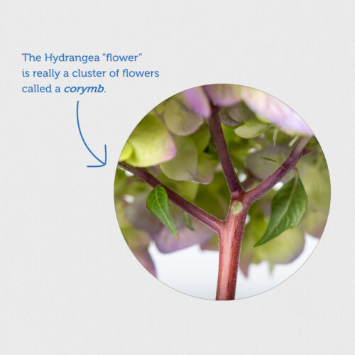 Hydrangea Flowers 101 | Endless Summer