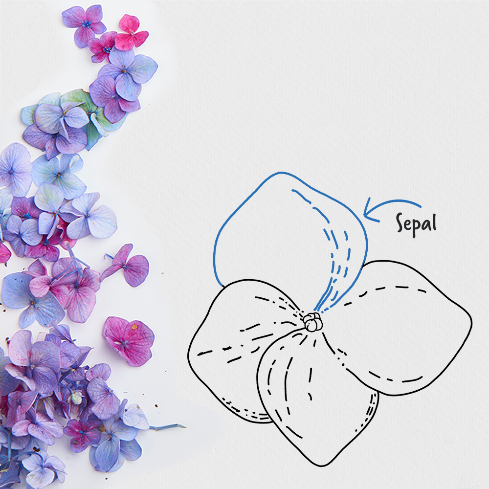 graphic showing that a hydrangea sepal is like a petal on the flower