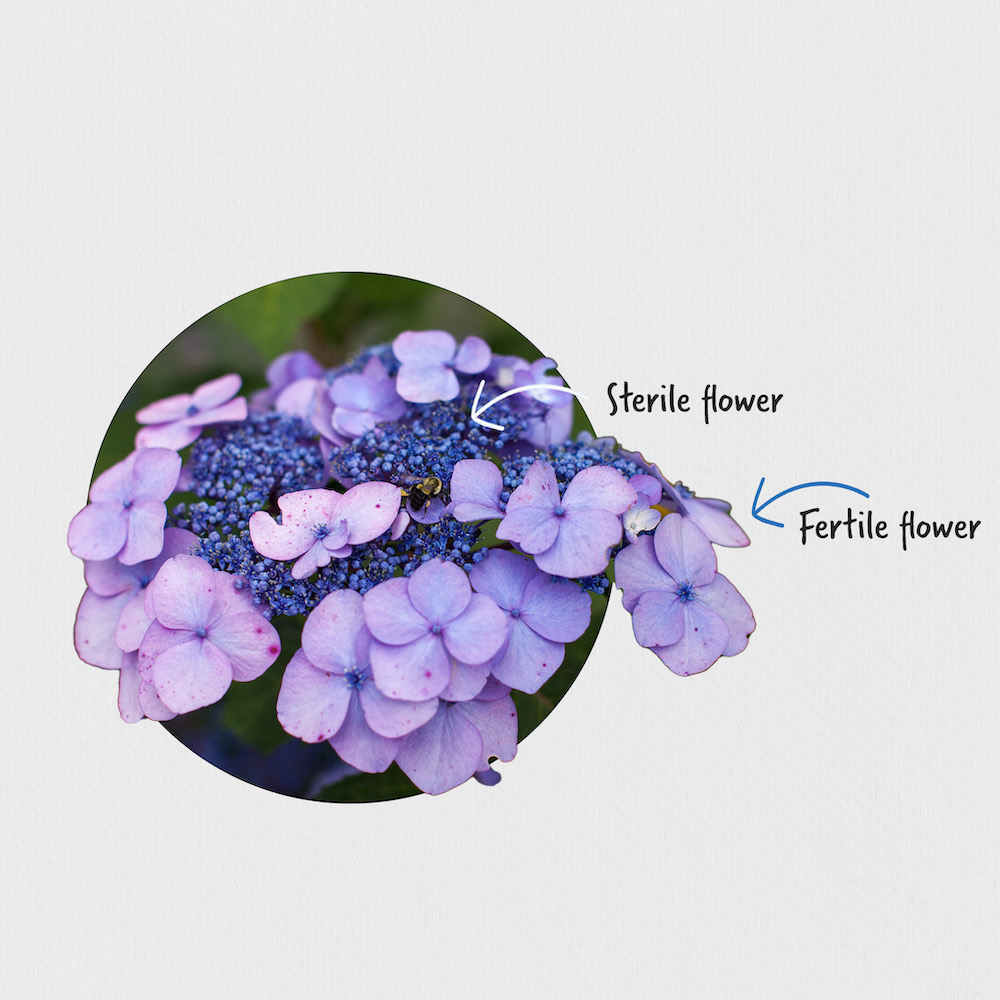 difference between sterile and fertile flowers on Twist-n-Shout Hydrangea