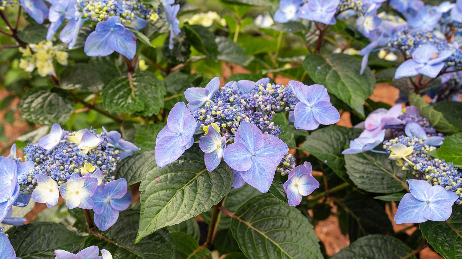 Blue hydrangea blooms from Pop Star hydrangea