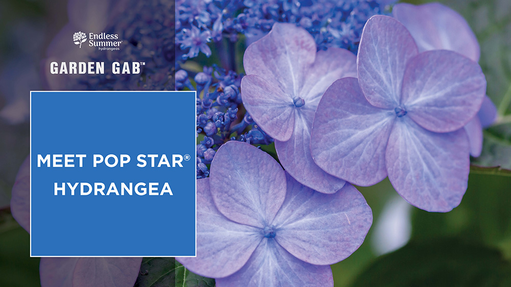 close up of Pop Star hydrangea flower
