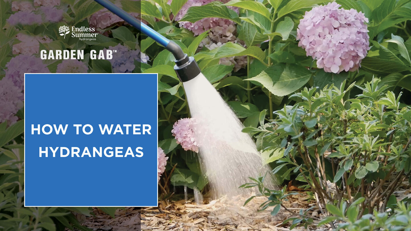soaker hose watering hydrangeas in the landscape