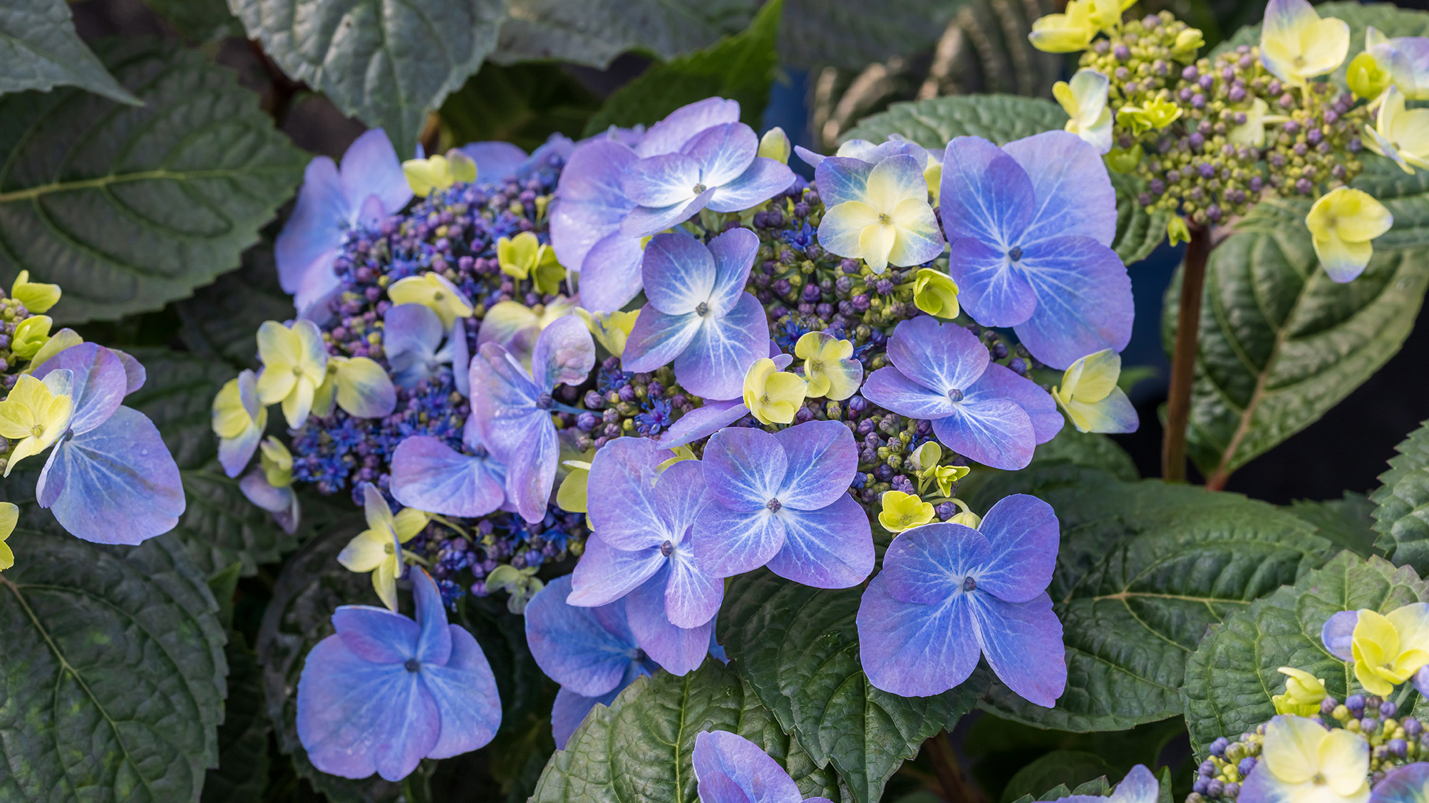 close up of blue blooms on Pop Star hydrangea