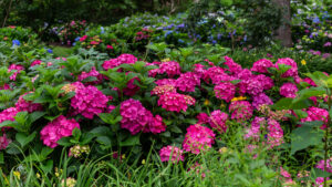 Summer Crush hydrangeas planted in a row in the landscape