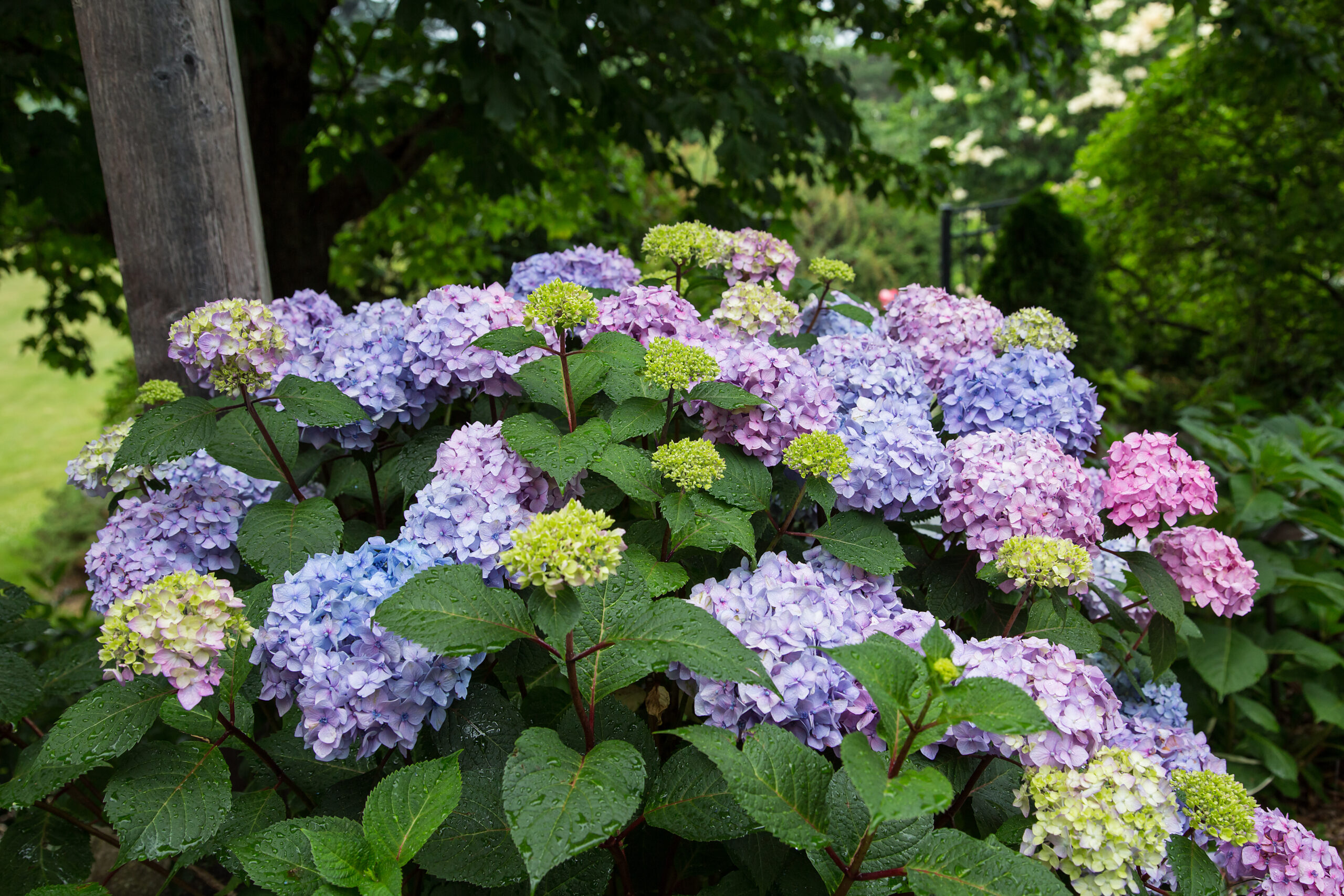 Understanding Hardiness Zones for Hydrangeas | Endless Summer