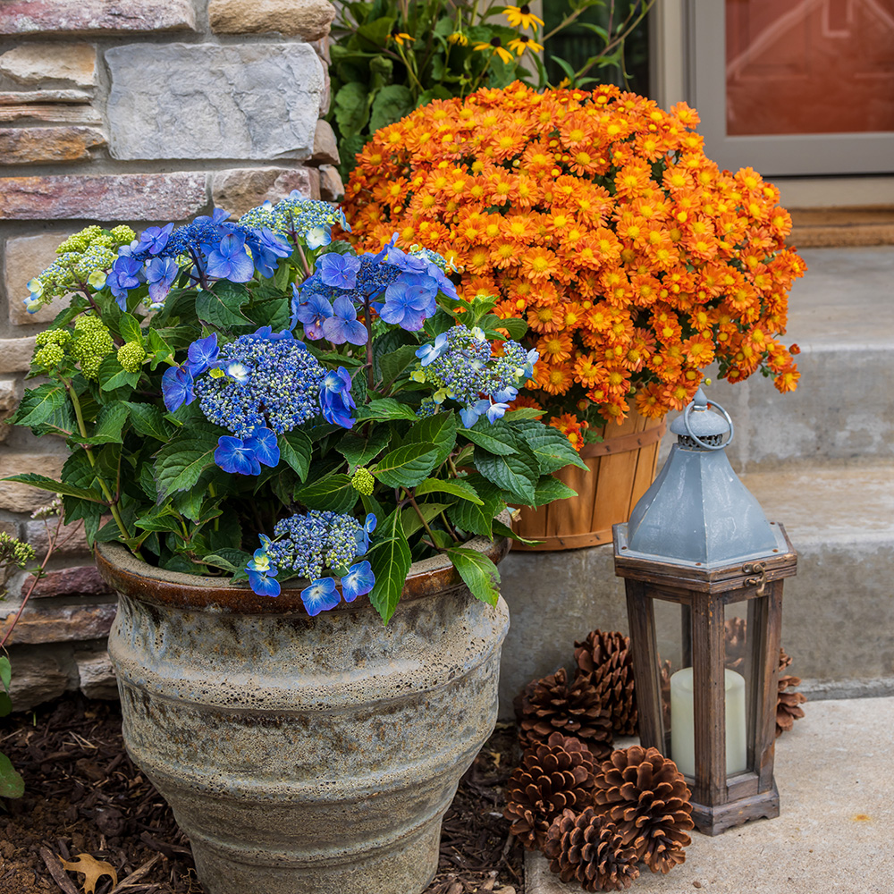 fall entry display with Pop Star hydrangea in a decorative container