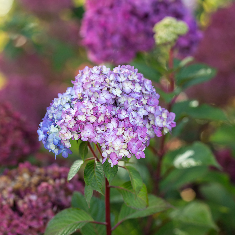 BloomStruck hydrangea in the fall