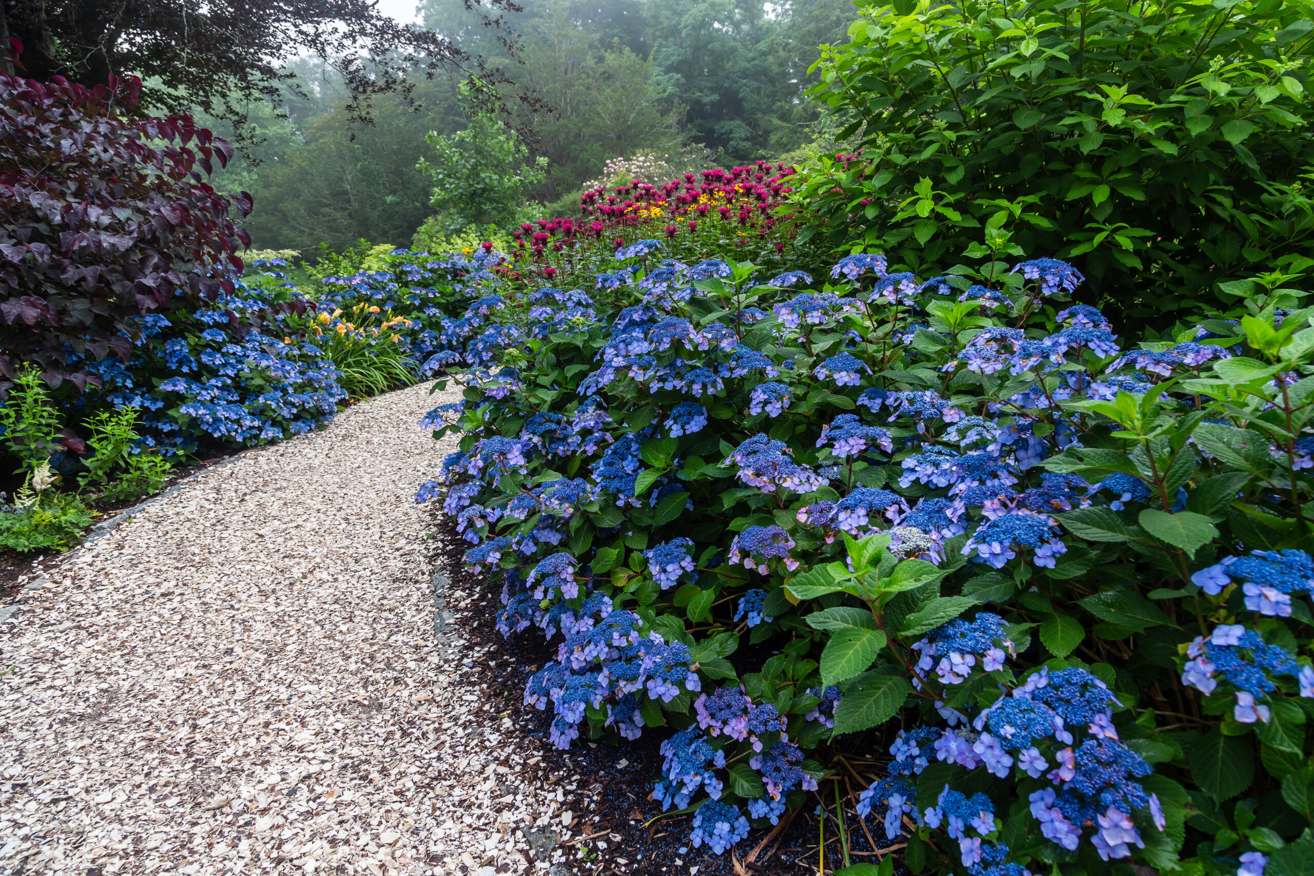 Twist-n-Shout® Hydrangea 101: Planting, Care, and Inspiration
