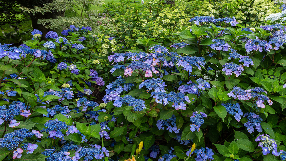 Twist-n-Shout hydrangea in the garden