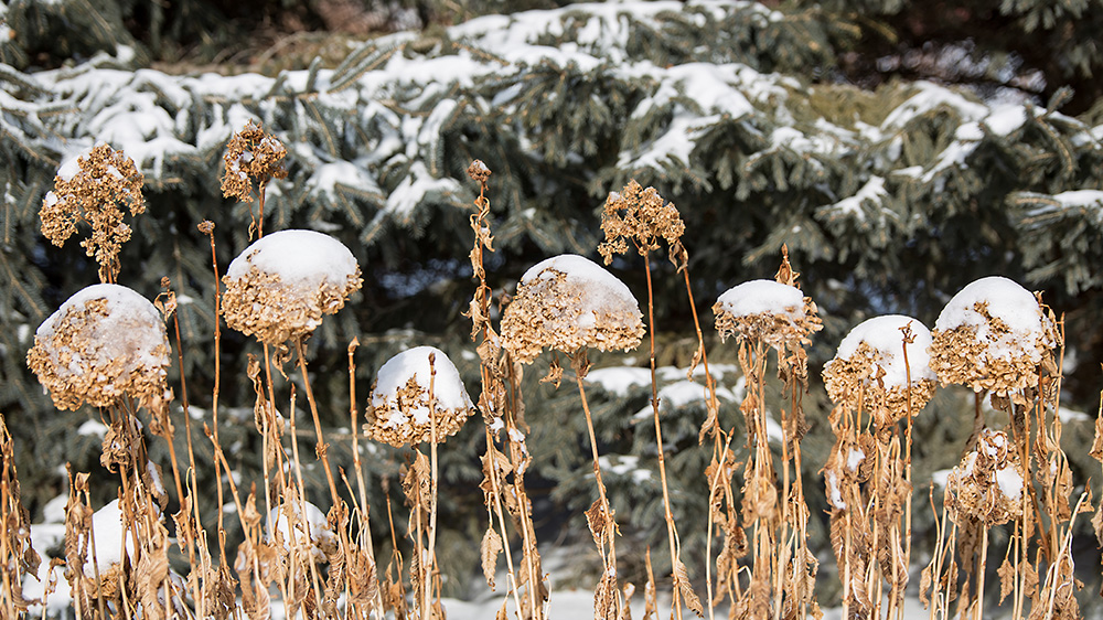 Summer Crush hydrangeas in the winter
