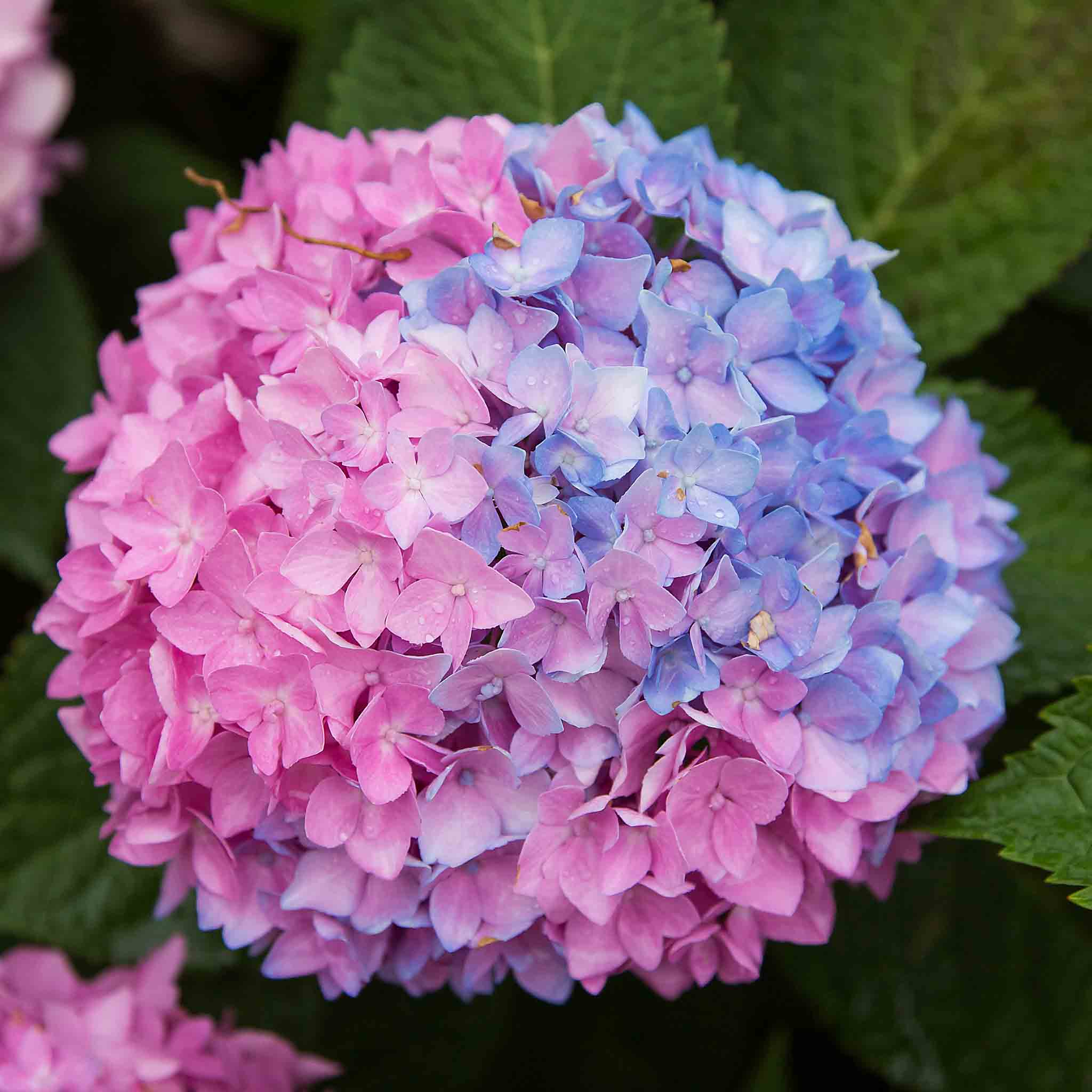 Understanding Hardiness Zones for Hydrangeas | Endless Summer