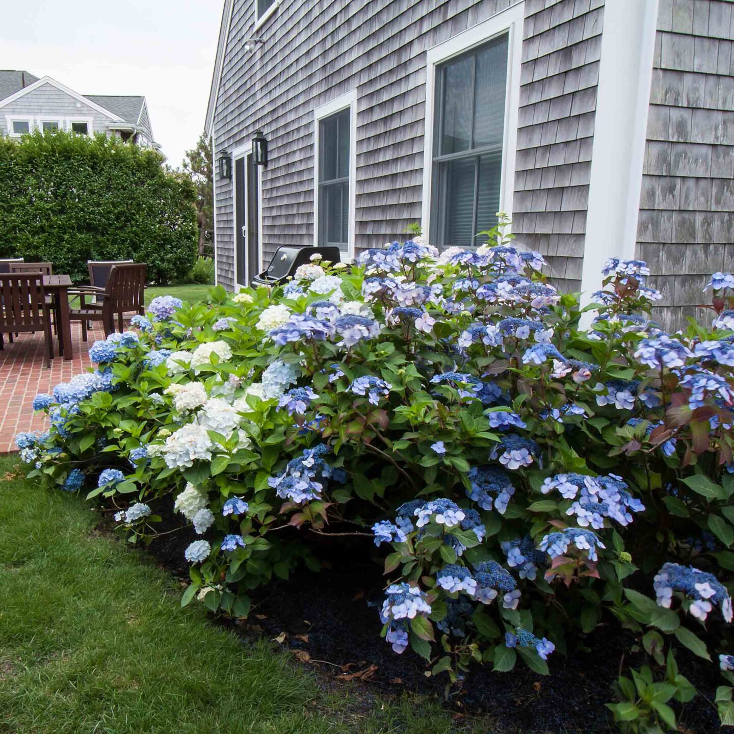 Understanding Hardiness Zones for Hydrangeas | Endless Summer
