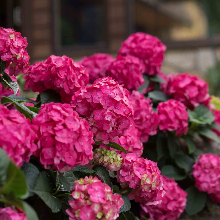 Understanding Hardiness Zones for Hydrangeas | Endless Summer