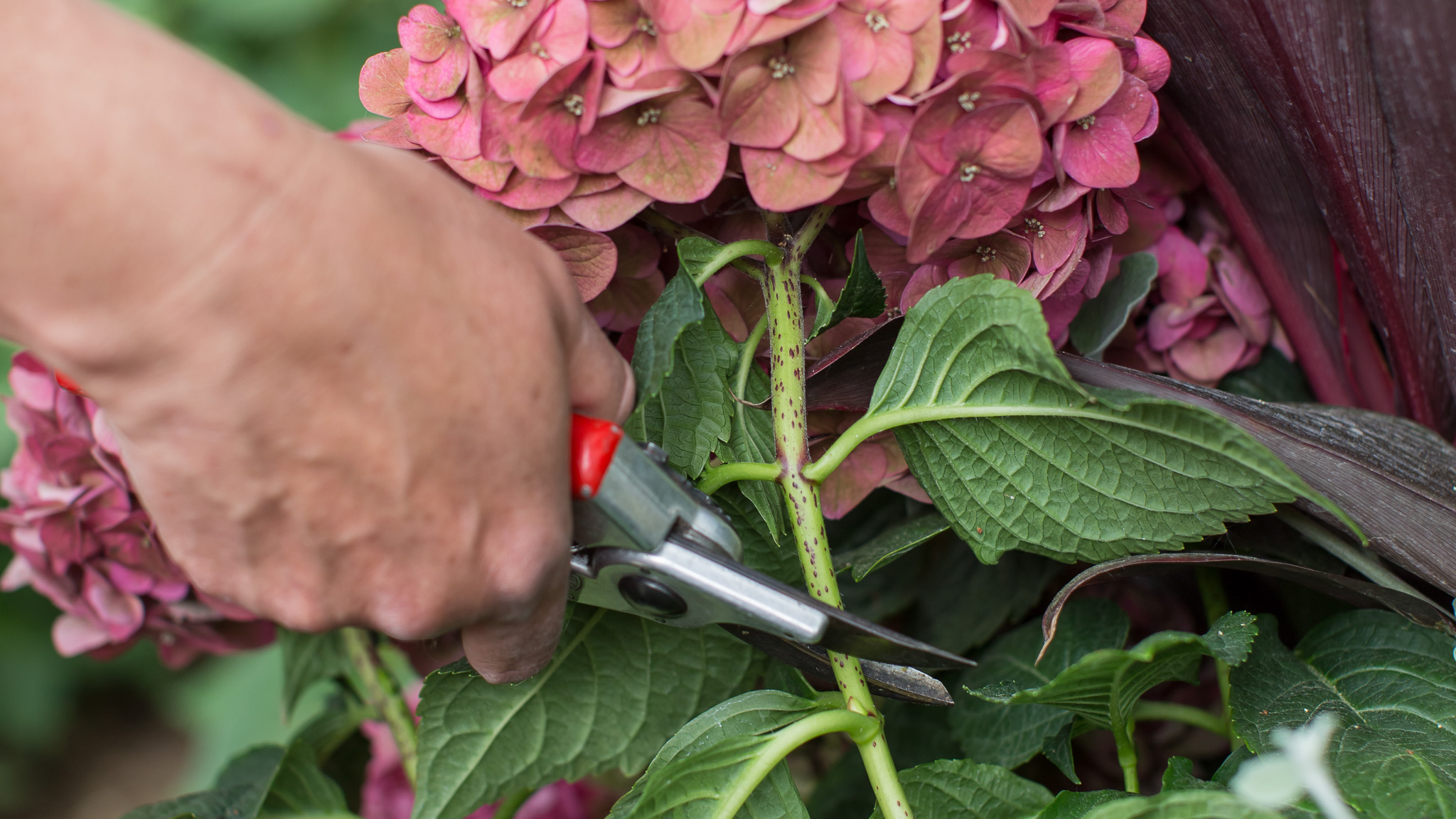 Deadheading close-up cutting just above the first set of full leaves