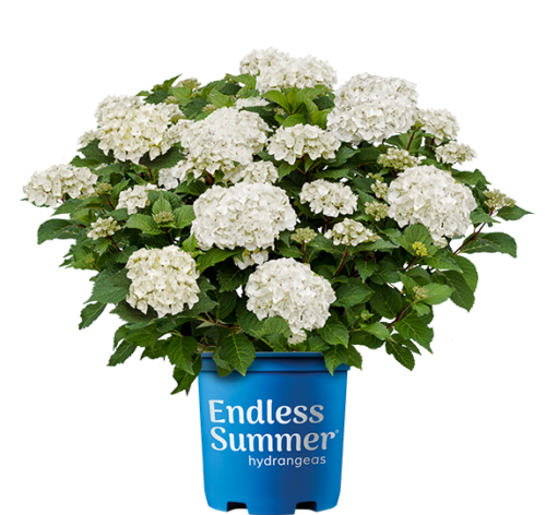 DreamCloud® Reblooming Hydrangea