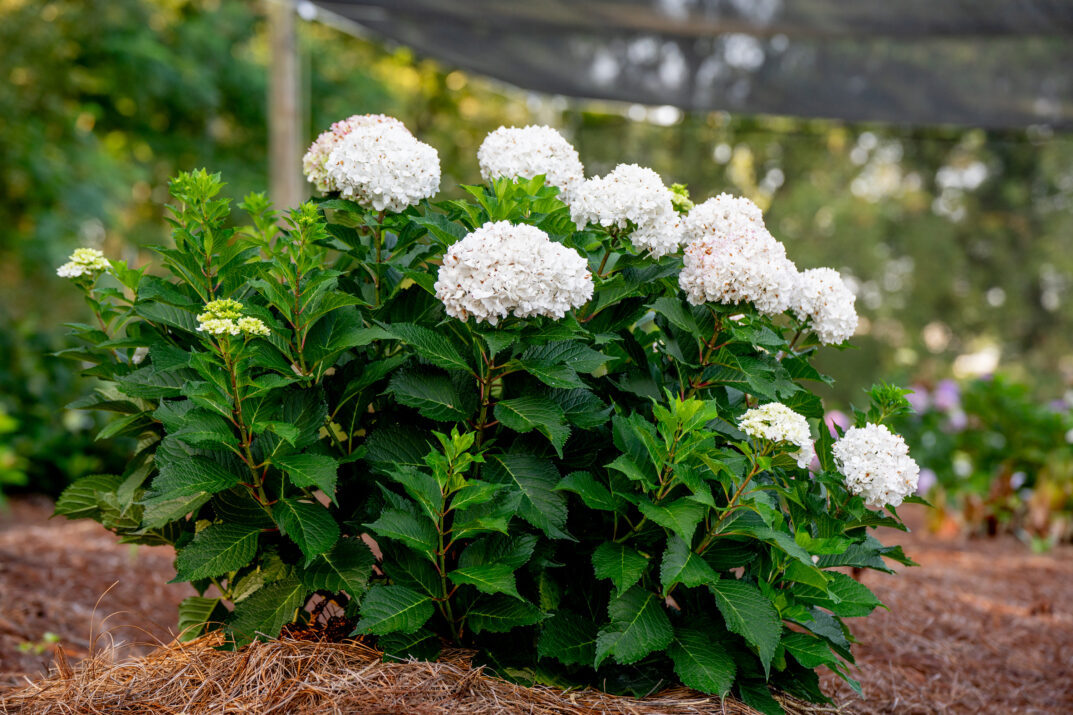 HydDreamCloud-113-14228-1