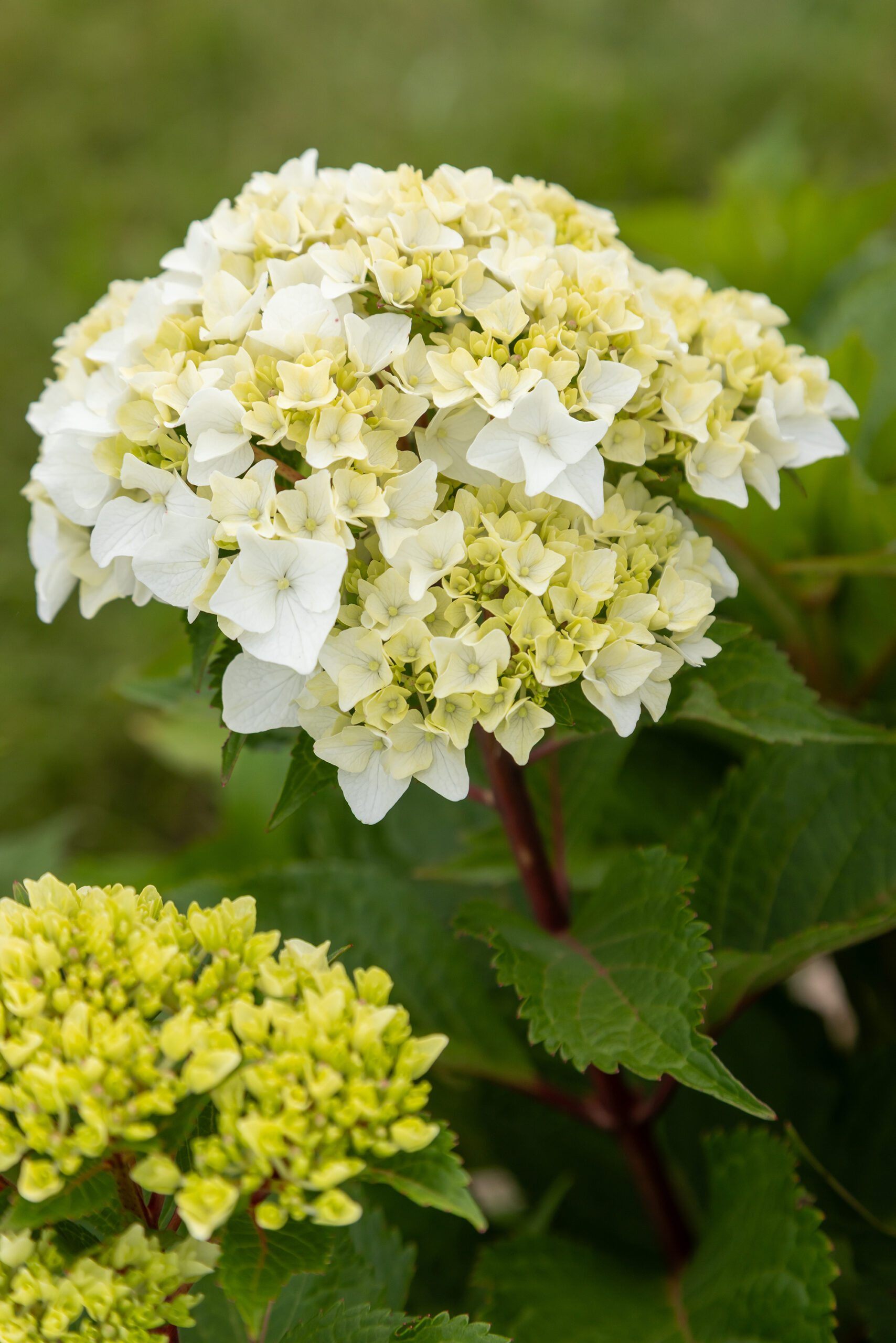Mother's Day Hydrangeas: A Spring Guide to the Perfect Garden Gift