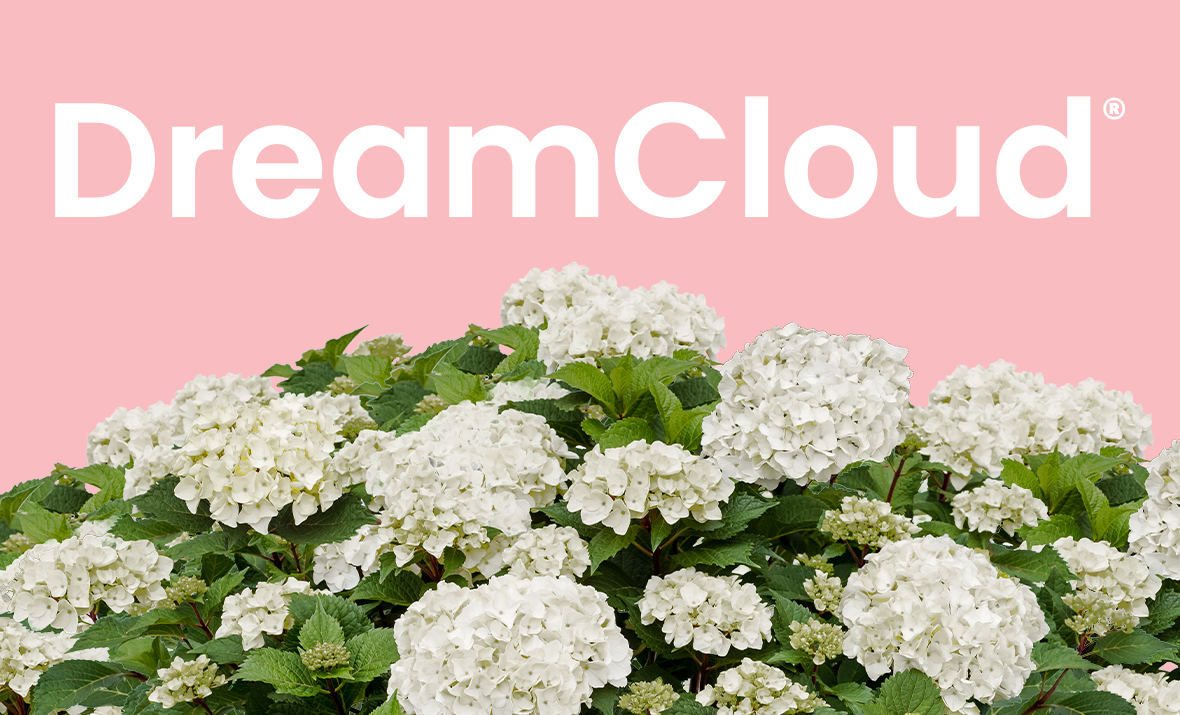 ES_Insets_DreamCloud_500x831