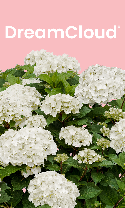 ES_Insets_Dreamcloud_1180x715